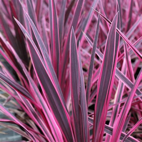 Cordyline Pink Passion Cabbage Palm Free Delivery