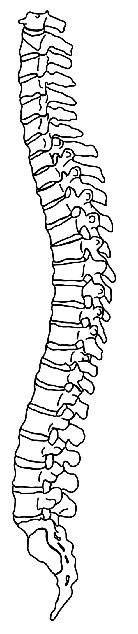 Simple Spine Drawing At Explore Collection Of
