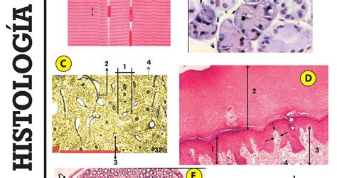 Histologia Histologia Introduccion The Best Porn Website