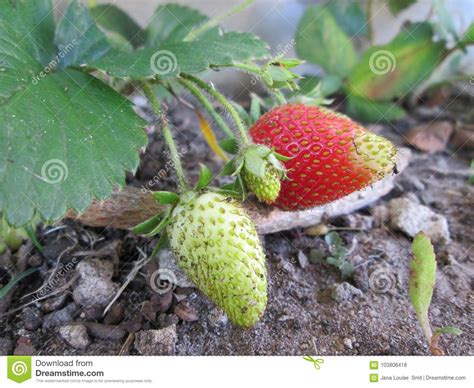 A Ripening Strawberry Patch Stock Photo Image Of Growing Crop