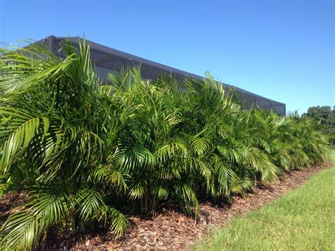 Making Palms Healthy Privacy Landscaping Lawn And Landscape Palm