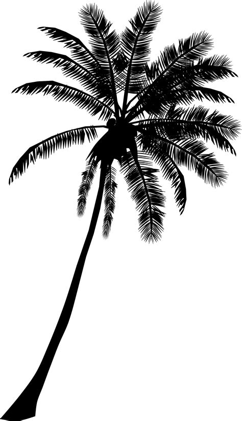 Palm Tree Png Black