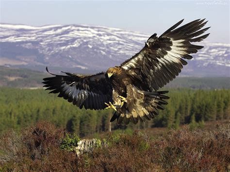 Kazakh Symbol Golden Eagle Is Critically Endangered