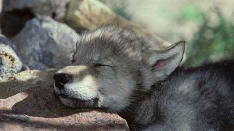 Cute Wolf Cub Wallpapers Photos Cantik