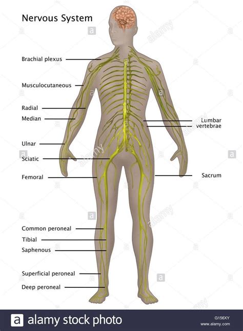 In the central nervous system, the brain and spinal cord are the main centers where correlation and . Labeled Picture Of The Nervous System Peripheral Nervous ...