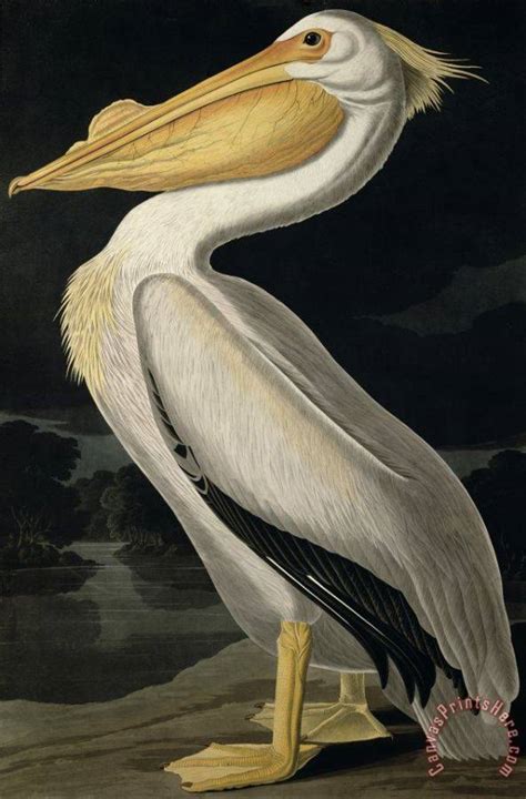John James Audubon American White Pelican Art Print For Sale