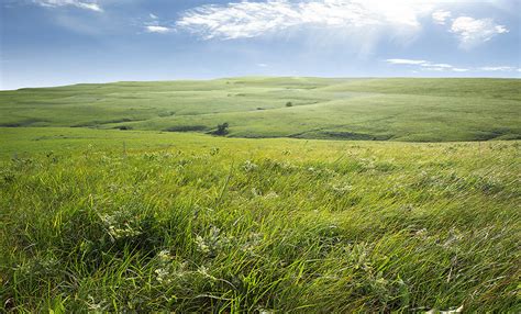 Prairie • Grasslands