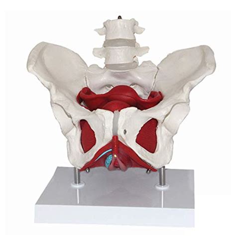 Buy Female Pelvic Structure Genital Model Of Pelvis Bladder With Two