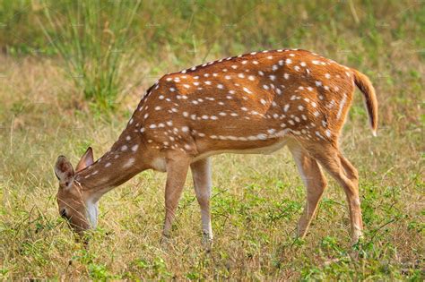 Young Female Chital Or Spotted Deer High Quality Animal Stock Photos