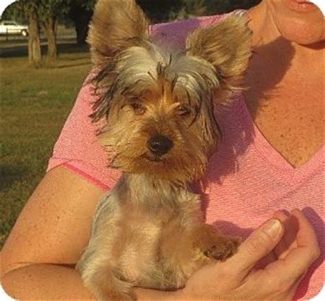 Find 8 pet care businesses near you! Salem, NH - Yorkie, Yorkshire Terrier. Meet Ernest a Pet ...