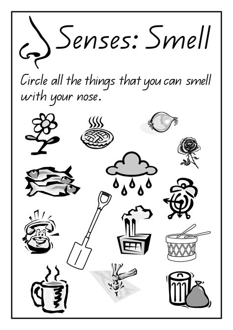 Five Senses Smell Preschool Activities
