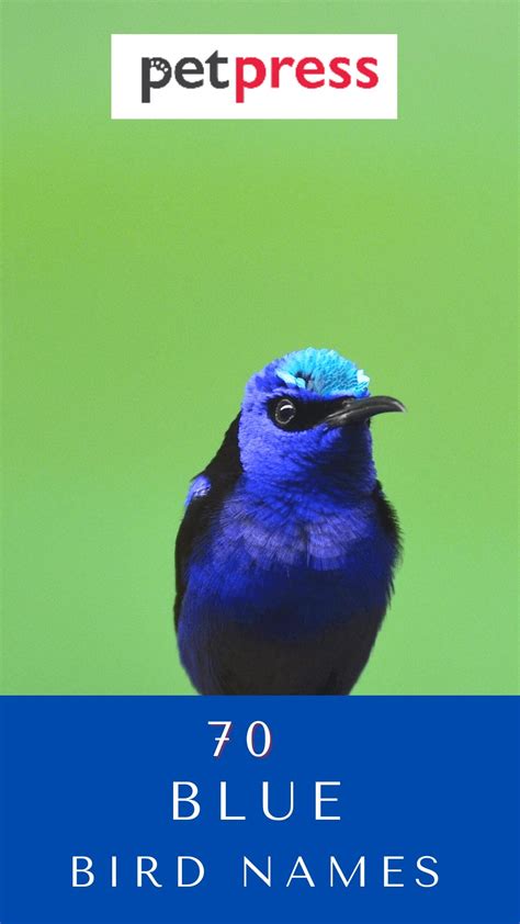 Top 130 Blue Bird Names Unique Name Ideas For Pet Blue Bird