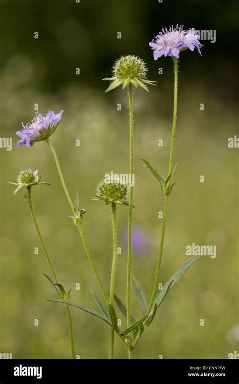Field Scabious Knautia Arvensis Flowering Growing In Grassland