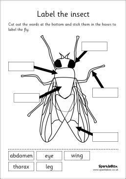 Insects, Worksheets and Grade 2 science on Pinterest