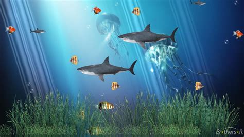 Share the best gifs now >>>. Realistic Ocean Moving Gifs | Coral Reef Aquarium Animated ...