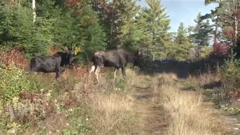 Maine Moose Hunting Youtube