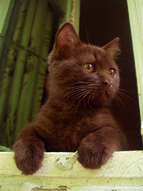Brown Kitten ️ ️ ️ ️ Cute Cats Kittens Cutest Pretty Cats
