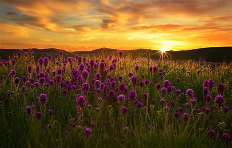 Download Purple Flower Sunrise Sun Field Nature Flower Hd Wallpaper