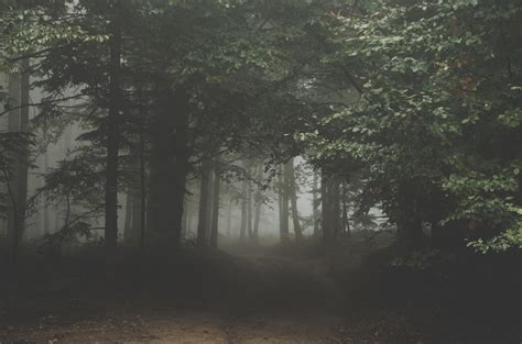 1280x720 Resolution Photography Of Foggy Forest Hd Wallpaper