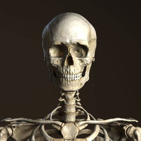 3D model Human Anatomy - Male Skeleton | CGTrader