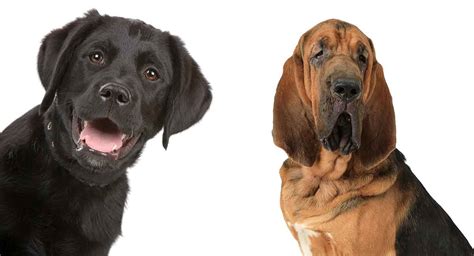 With thousands of lab mix puppies for sale and hundreds of lab mix dog breeders, you're sure to find the perfect lab mix puppy. The Bloodhound Lab Mix - Is This Rare Dog Perfect For You?
