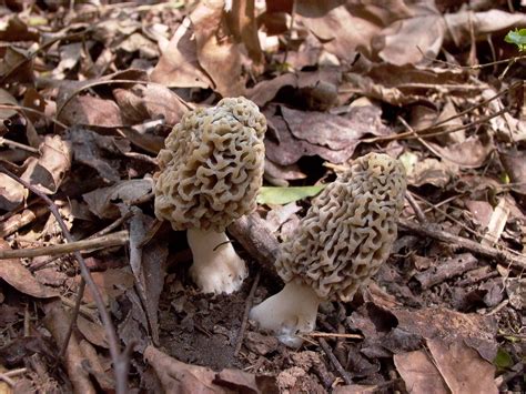 Morel Season For Georgia Update Mushroom Hunting And