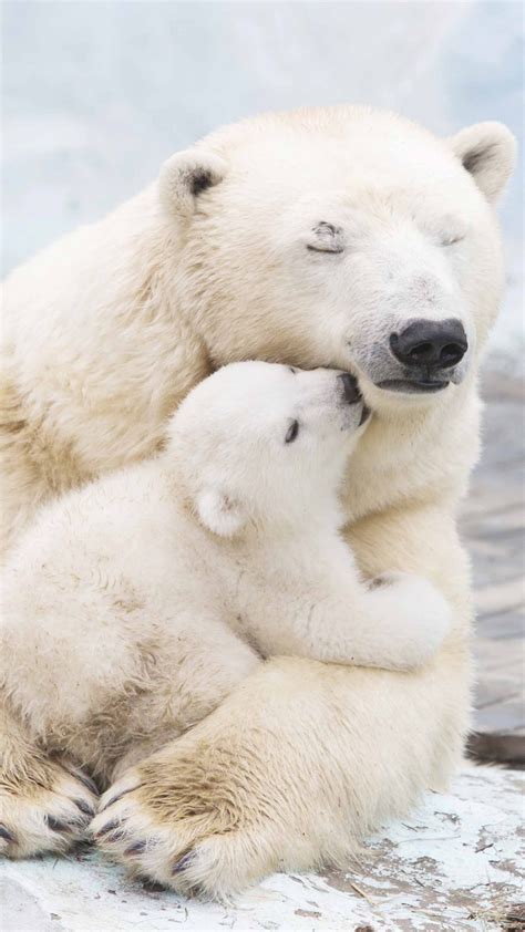 Cute Baby Polar Bears Wallpaper