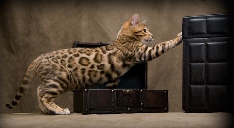 The Exotic Domestic Bengal Cat All The Creatures