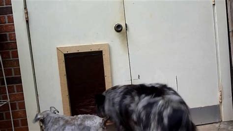 Diy doggie door for screen door. Homemade Doggie Door-Not A Tutorial - YouTube