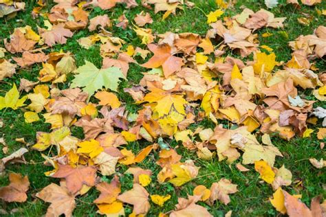 Beautiful Colorful Autumn Leaves Stock Photo Image Of Color Decor