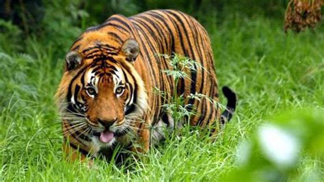 We did not find results for: Angry villagers kill tigress in Uttar Pradesh after she ...