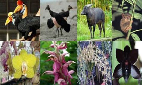 Rain forest fauna includes seladang (malayan bison), deer, wild pigs, tree shrews, honey bears, forest cats, civets, monkeys, crocodiles. 43+ Gambar Flora Fauna Kartun