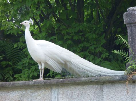 The White Peacock A Magnificent Bird Owlcation