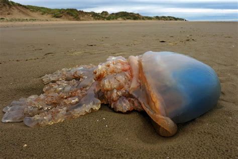 Alien Invasionfreaky Jellyfish Washed Up On Formby Beach Photos By