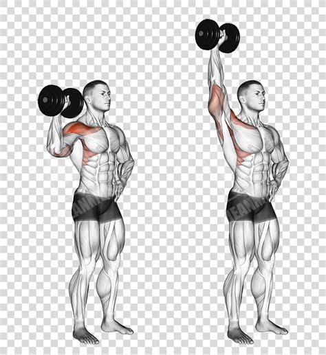 Overhead Press Dumbbell Deltoid Muscle Exercise Barbell Shoulder