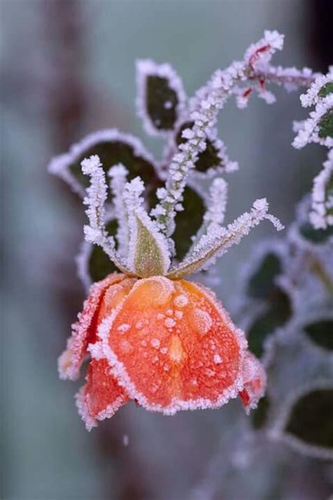 A Small Orange Flower Covered In Frost