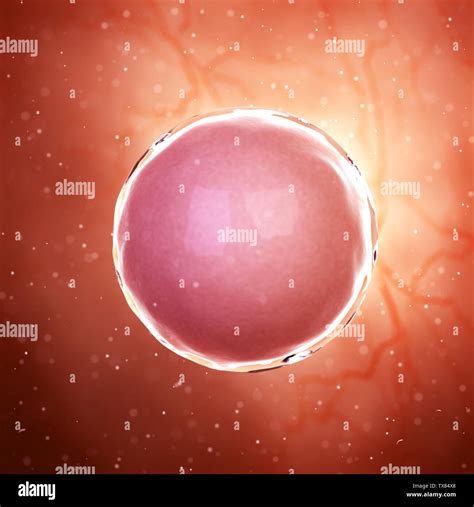 Morula Embryo High Resolution Stock Photography And Images Alamy