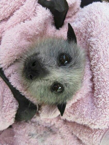 Cute Fluffy Face Bat Animals Beautiful Cute Animals Cute Bat