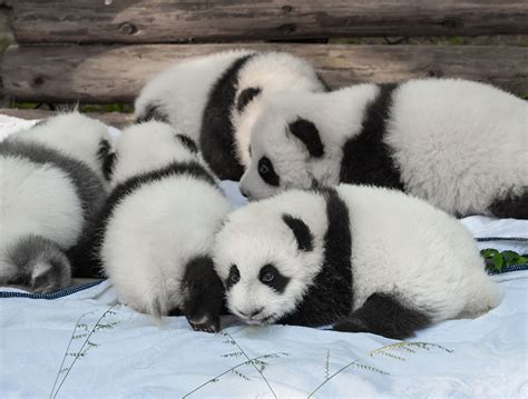 The Top 7 Places To Hang Out With Baby Pandas