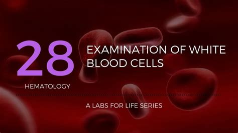 Examination Of White Blood Cells Youtube