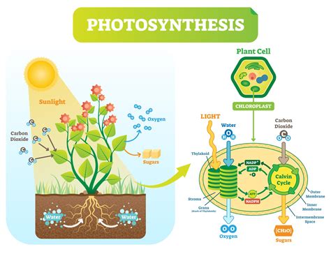 photosynthesis photolysis and carbon fixation biology online tutorial
