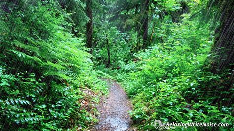 Pacific Northwest Rainforest Wallpapers Top Free Pacific Northwest
