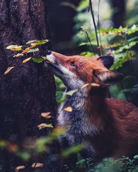 Finnish Photographer Shoots Forest Animals Like Theyre Professional