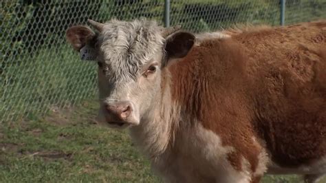 Humane Society Of Cowlitz County Swamped With Livestock Youtube
