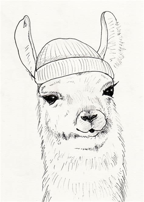 llama face drawing at explore collection of llama face drawing