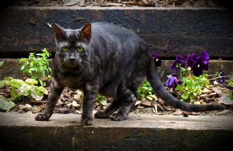 Asian Smoke Cat Bengal Cat Forums View Topic Melanistic Bengals