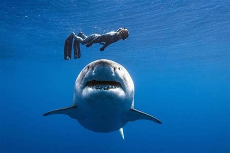 Ocean Ramsey And Deep Blue A 20 Foot Female Great White Big Shark