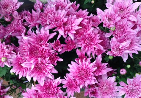 Download The Beauty Of The Chrysanthemum