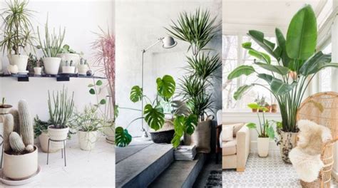 Plantas De Interior En Decoración Tipos Y Consejos Para Casa
