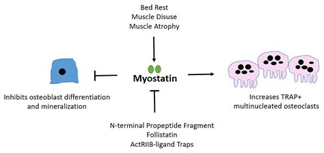 Frontiers Deciphering Myostatins Regulatory Metabolic And